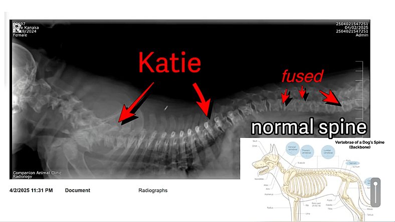 This Husky Puppy Got Her First Taste of Love… Just Before We Had to Say Goodbye